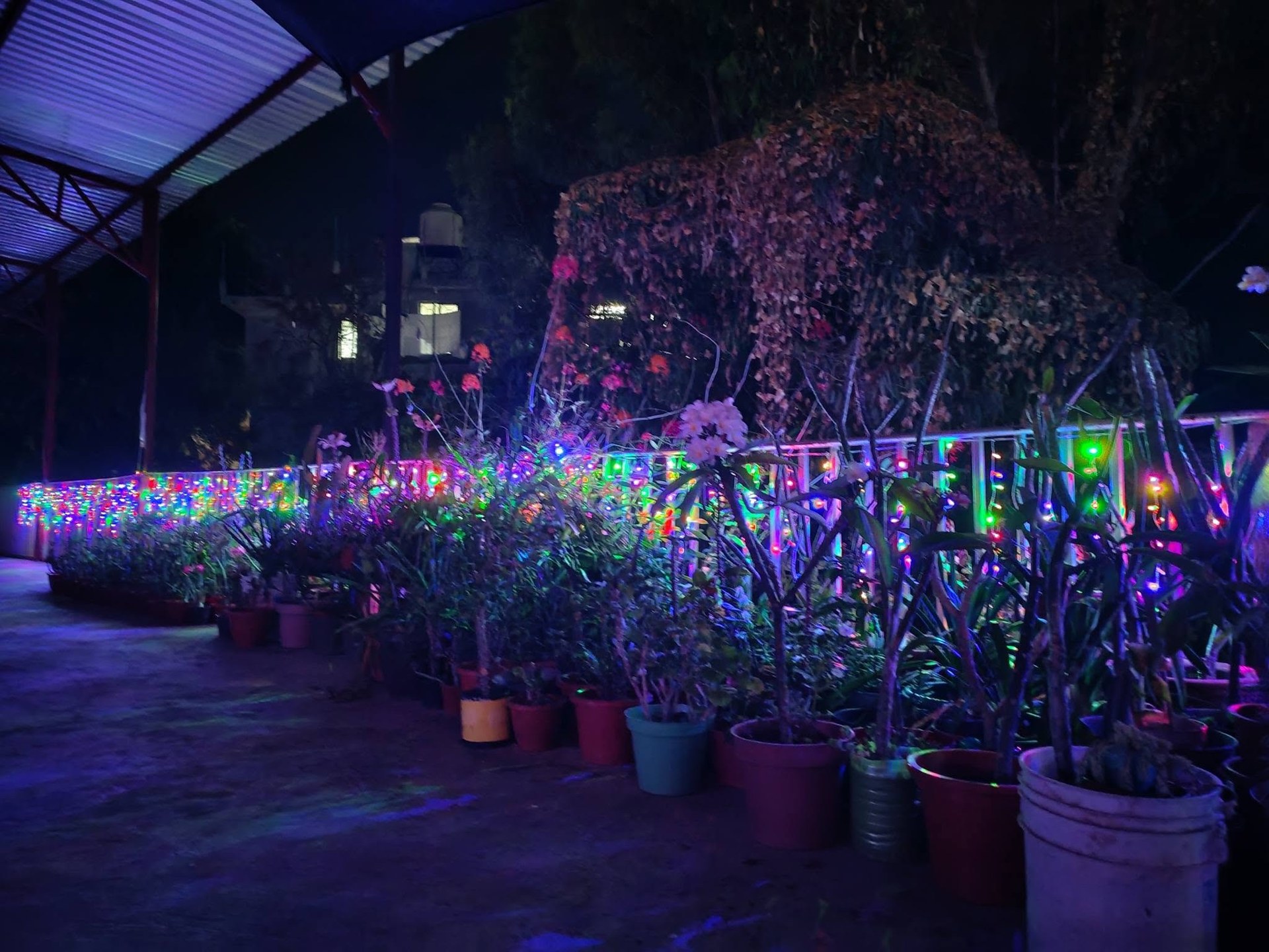Plantas y barandal decorados con luces de colores.
