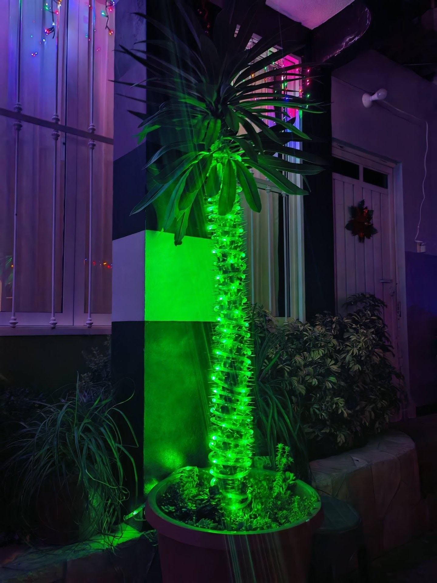 Detalle de una planta iluminada en verde junto a la entrada.